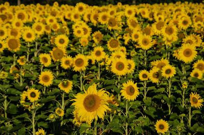 Close-up of sunflower field