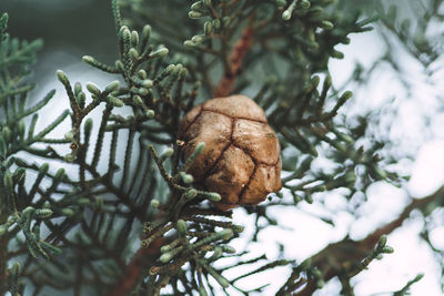 Low angle view of pine tree