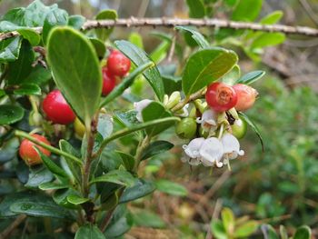 Close-up of red berries on plant