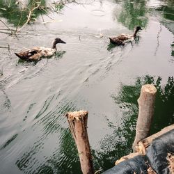 High angle view of duck swimming on lake