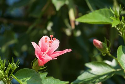 Close-up of pink flowering plant