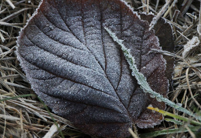 Close-up of plant