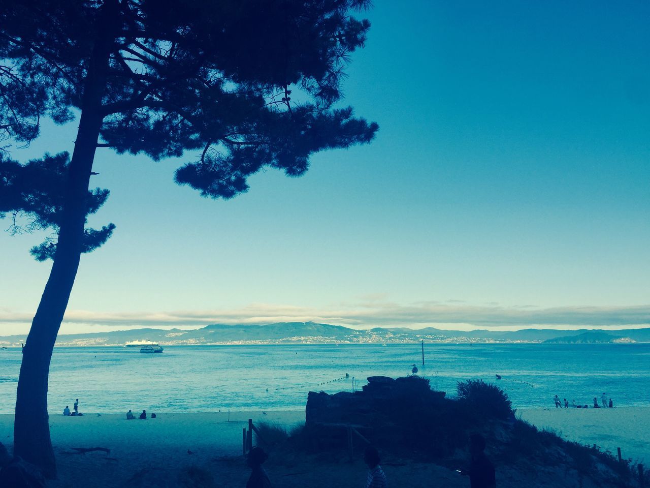 tree, sky, water, plant, sea, scenics - nature, beauty in nature, nature, land, tranquil scene, beach, tranquility, horizon, outdoors, day, horizon over water, no people, growth