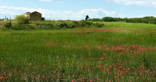 Scenic view of grassy field against sky