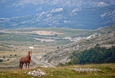 View of a horse on landscape