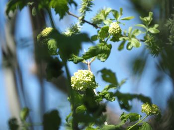 Low angle view of flowering plant