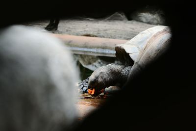 Close-up of turtle