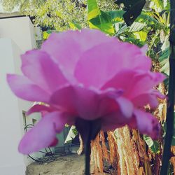 Close-up of pink flowers