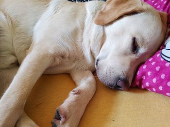 High angle view of dog lying on blanket