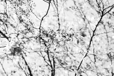 Low angle view of blooming tree