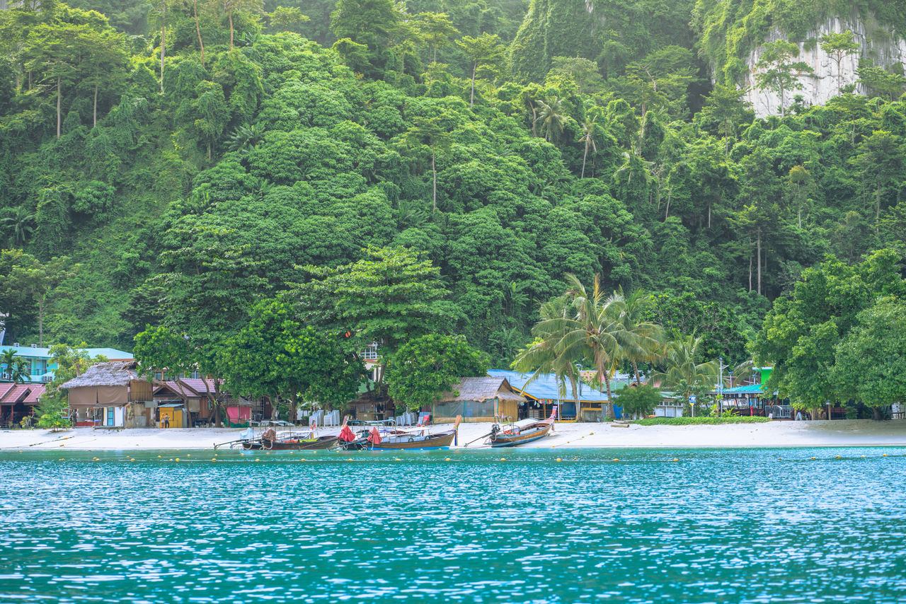 VIEW OF TREES AT SEASIDE