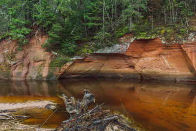 Stream flowing through rocks in forest