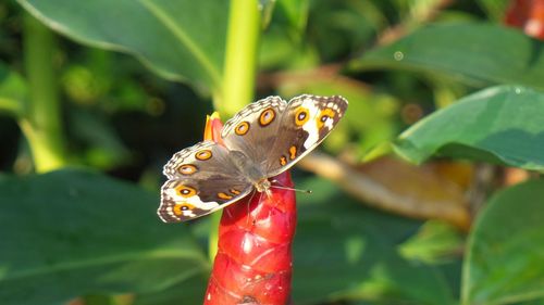 Close-up of butterfly pollinating flower