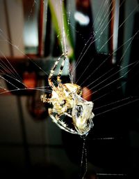 Close-up of spider on web