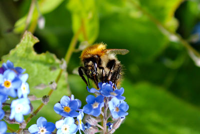 Close-up of bee on purple flower