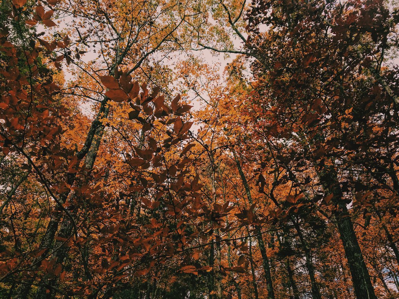 LOW ANGLE VIEW OF AUTUMNAL TREES