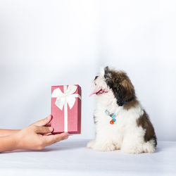 Hand holding small dog against white background