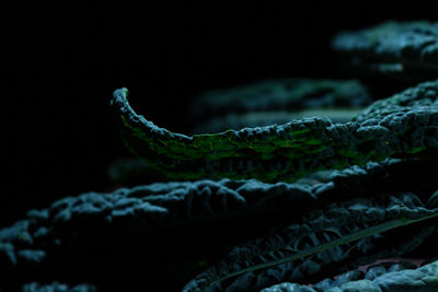 Close-up of lizard on leaf against black background