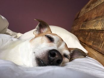 Close-up of dog sleeping on bed