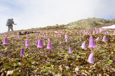 Purple crocus flowers blooming on field against sky