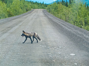 Animal crossing road