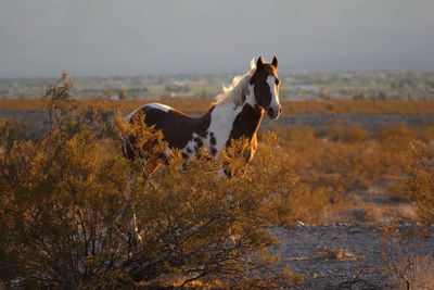 Horse standing in a field