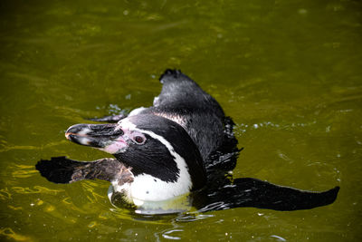 Close-up of duck swimming in lake