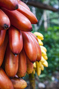 Close-up of oranges growing on tree