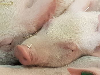 Close-up of dog lying down