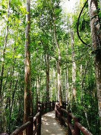 Walkway amidst trees in forest