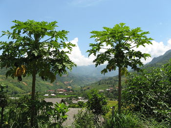 View of banana trees and village