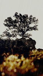 Low angle view of trees against sky