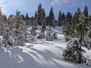 Trees on snow covered field against sky