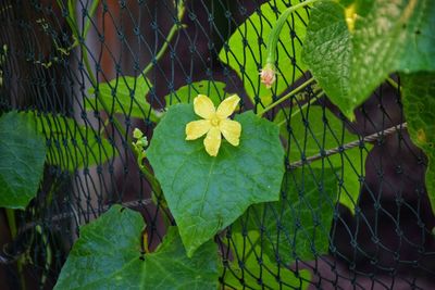 Close-up of green leaves on plant