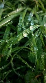 Close-up of wet leaf