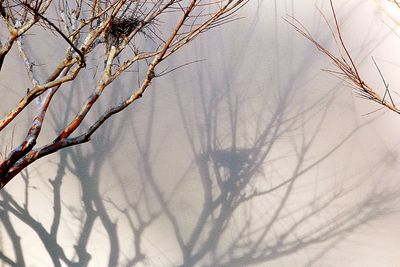 Close-up of bare tree branches during winter