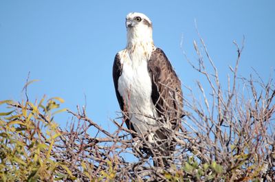 Low angle view of eagle perching on tree