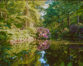 Trees and plants in lake