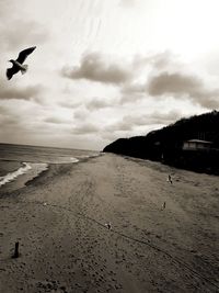 Seagulls flying over beach against sky