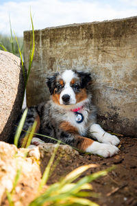 Portrait of dog