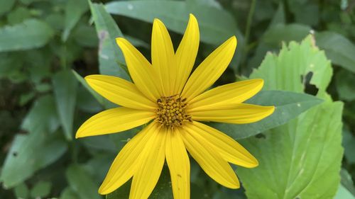 Close-up of yellow flower