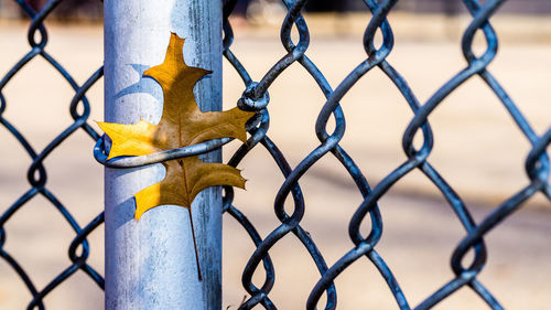 Close-up of chainlink fence