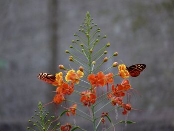 Close-up of insect on plant against blurred background