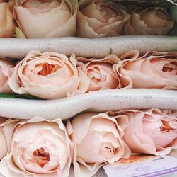 Close-up of roses in container