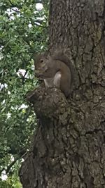 Low angle view of squirrel perching on tree