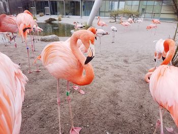 Flamingos in water
