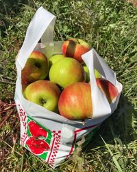 High angle view of apples in field