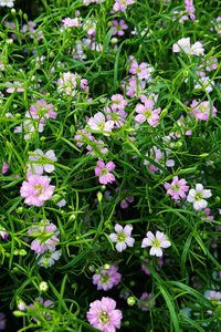 Close-up of purple flowers