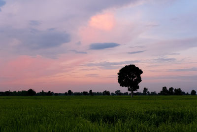 Scenic view of field against sky during sunset