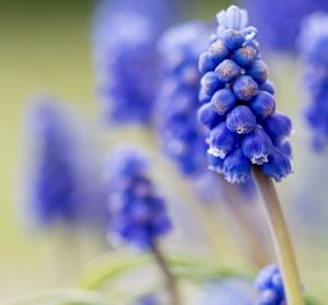 Close-up of purple flowering plant